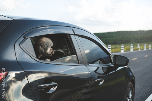Happy mix breed dog is looking out of window of hatchback black car.
