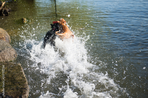 Fototapeta Naklejka Na Ścianę i Meble -  Two Dogs Playing in Lake on Warm Summer Day