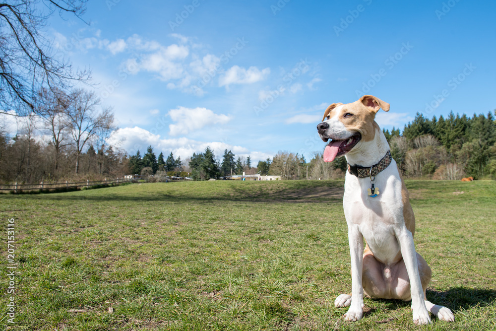 Young Dog of Mixed Breed Enjoying sunny day in Park