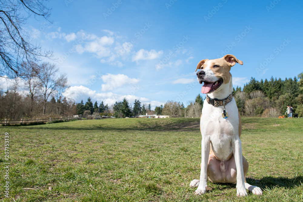 Two Young Dogs of Mixed Breed Enjoying sunny day in Park