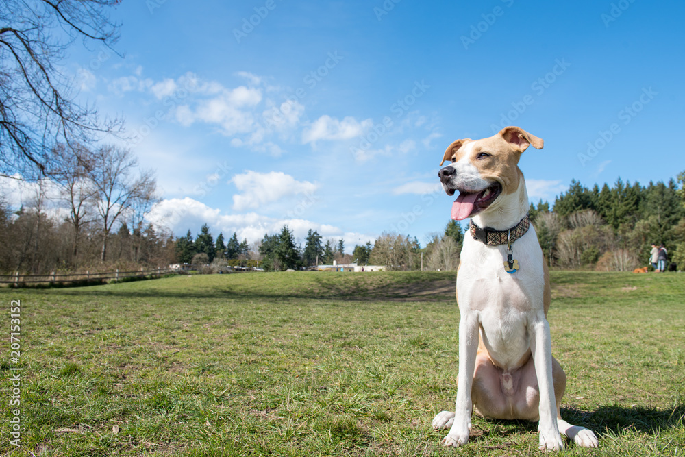 Young Dog of Mixed Breed Enjoying sunny day in Park Young Dog of Mixed Breed Enjoying sunny day in Park