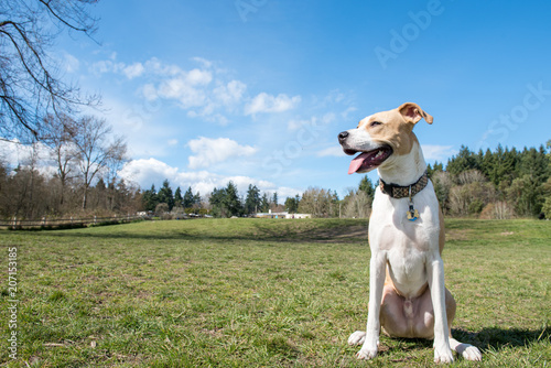 Young Dog of Mixed Breed Enjoying sunny day in Park