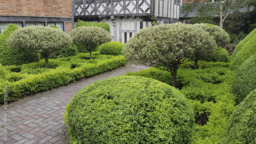 Topiary trees in garden of Lord Leycester Hospital garden, Warwick, England