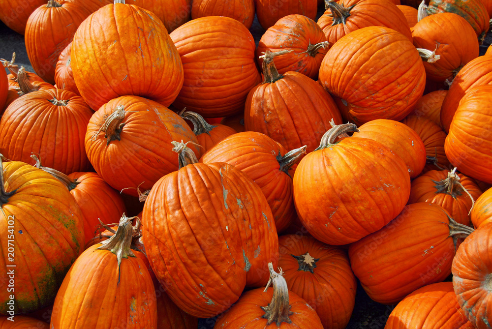 Pile of Pumpkins Pile of Pumpkins