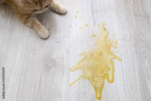 Yellow vomit on a light wooden floor and a cat