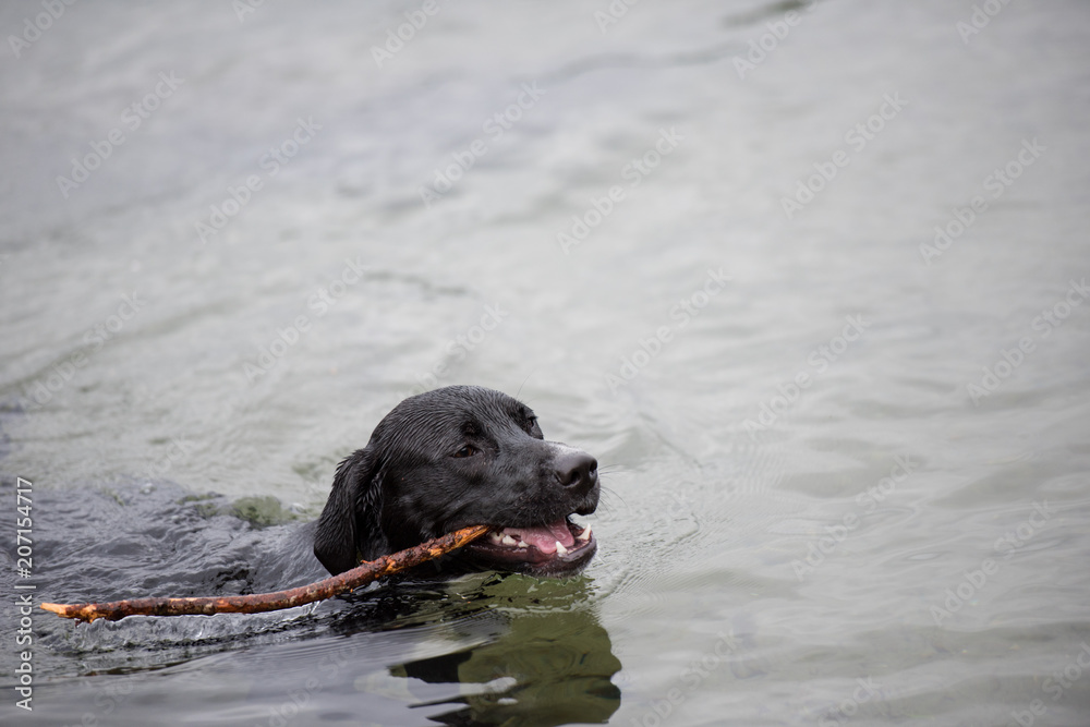 Black Dog Playing Happily in Water on Lake Black Dog Playing Happily in Water on Lake