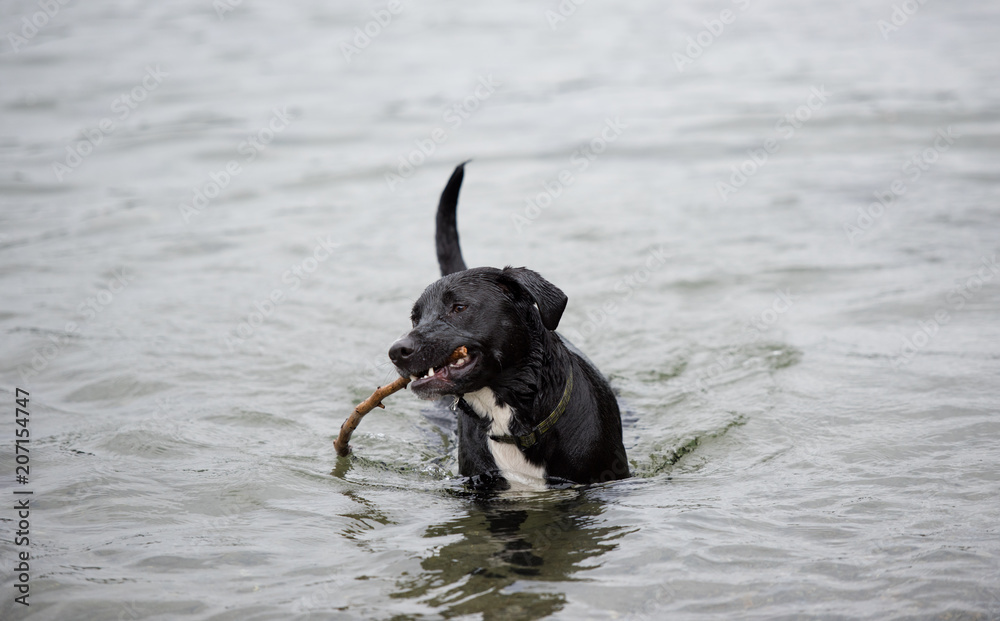 Black Dog Playing Happily in Water on Lake Black Dog Playing Happily in Water on Lake