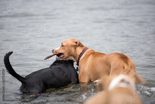 Dogs Playing Happily in Off-Leash Park on Lake