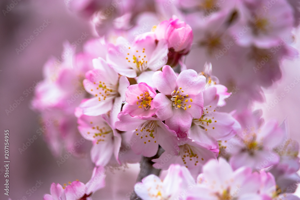 Cherry blossoms at Ueno Park