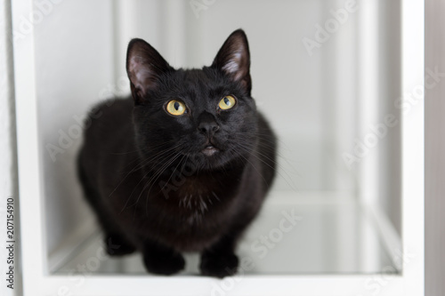 Black Cat Sitting on Glass Shelf Looking at Camera