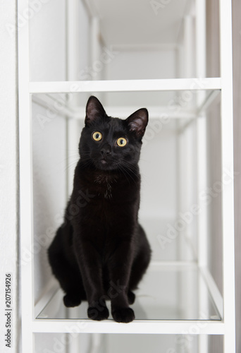 Black Cat Sitting on Glass Shelf Looking at Camera