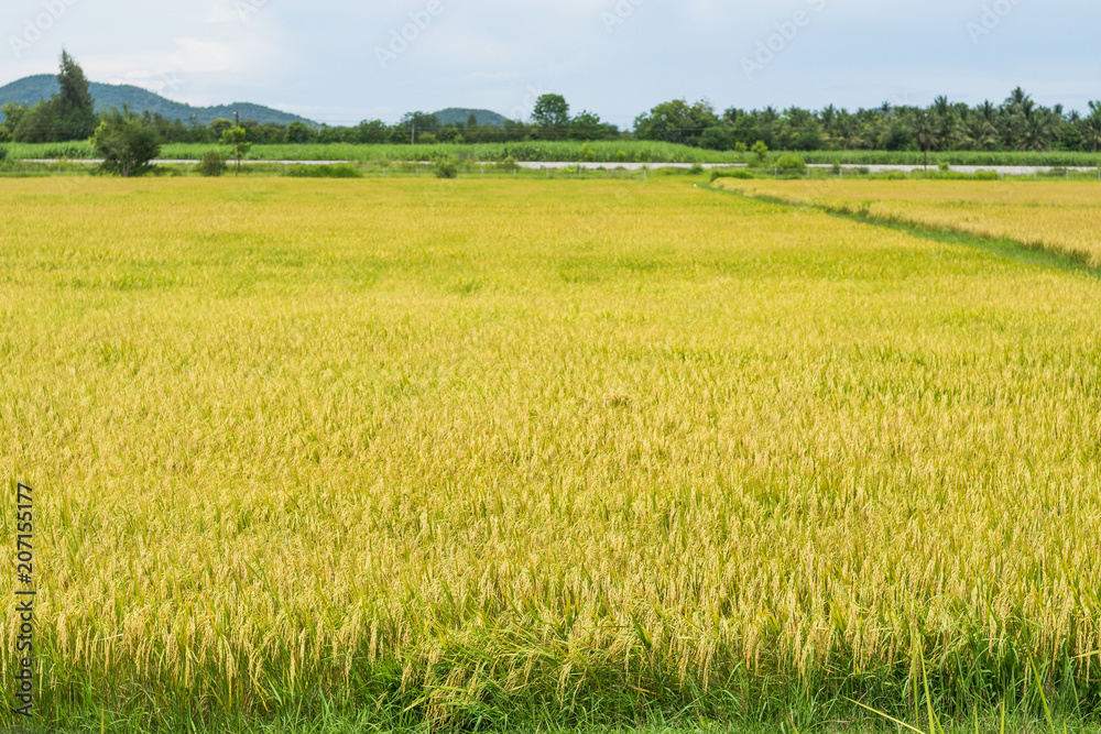 The rice fields are fully grown and ready to harvest. The rice fields are fully grown and ready to harvest.