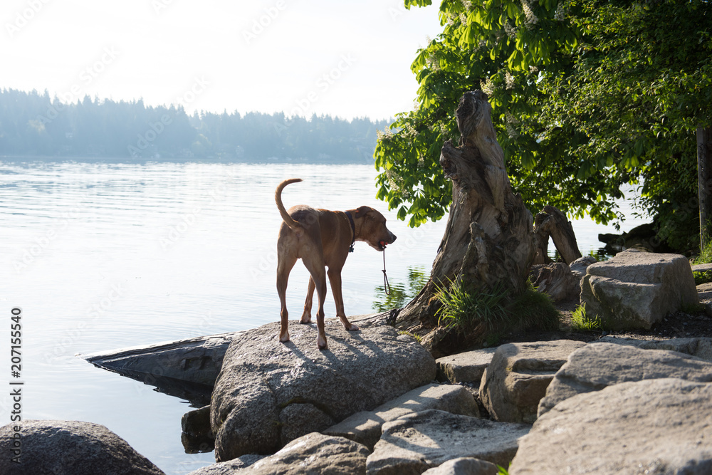© Anna Hoychuk - Dogs Playing Happily in Off-Leash Park on Lake