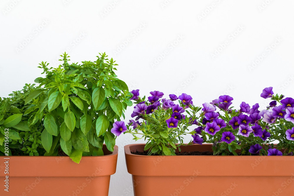 Growing herbs and flowers in planters in a kitchen garden. Flower pots with basil and flowering million bells plant