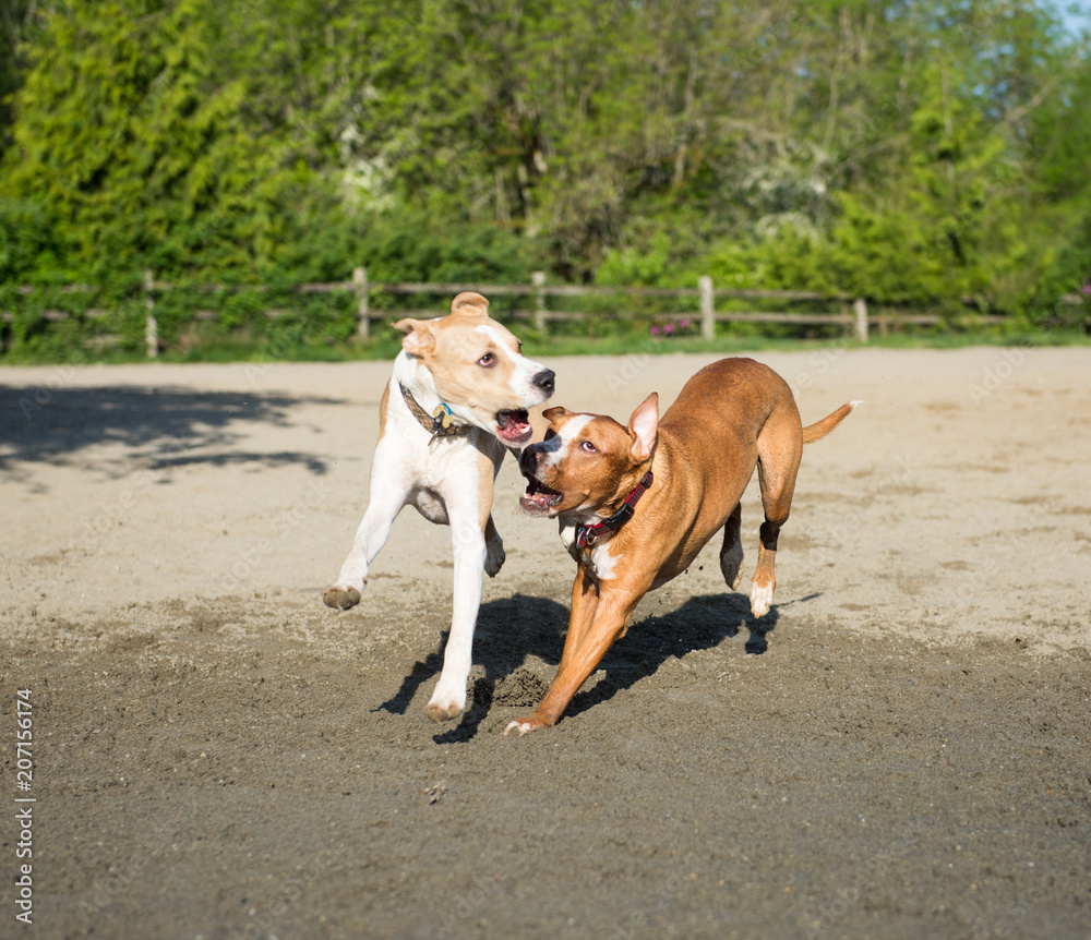 Dogs Running and Playing in Off-Leash Dog Park Dogs Running and Playing in Off-Leash Dog Park