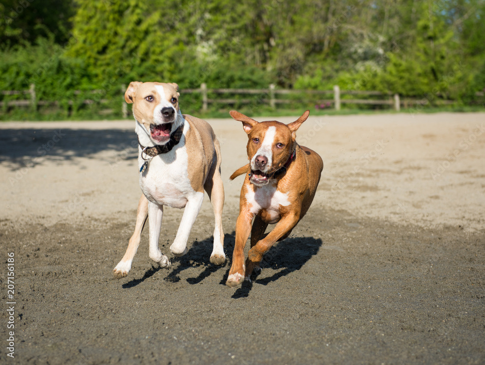 Dogs Running and Playing in Off-Leash Dog Park