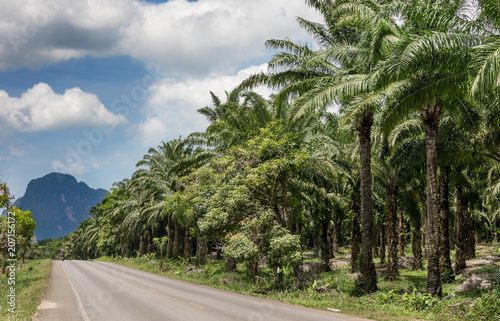 African oil palm plantation in Thailand Elaeis guineensis or macaw-fat