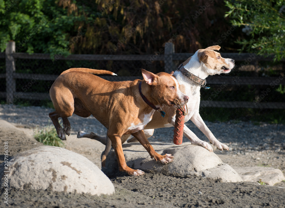 Dogs Running and Playing in Off-Leash Dog Park Dogs Running and Playing in Off-Leash Dog Park
