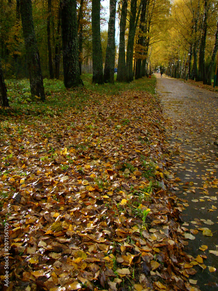 Autumn alley in park