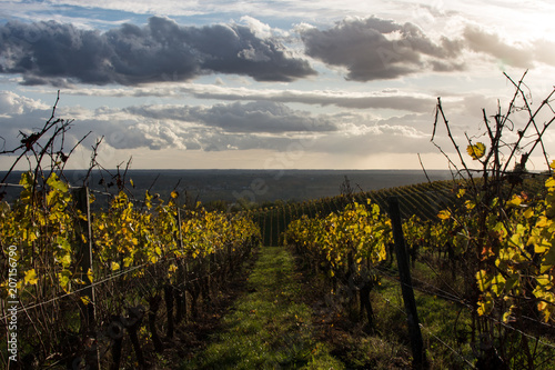 France, Gironde, Capian, Les collines de l'entre deux mers, Les couleurs de l'automne entre les vignes