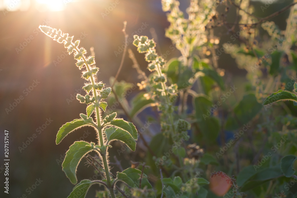 daylight of basil tree in vegetable garden, blur background. Lemon basil, Hoary basil, Hairybasil, tree and seeds daylight of basil tree in vegetable garden, blur background. Lemon basil, Hoary basil, Hairybasil, tree and seeds