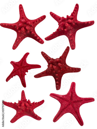 Sea stars collection isolated on white background.