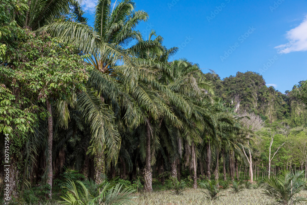 African oil palm plantation in Thailand Elaeis guineensis or macaw-fat African oil palm plantation in Thailand Elaeis guineensis or macaw-fat