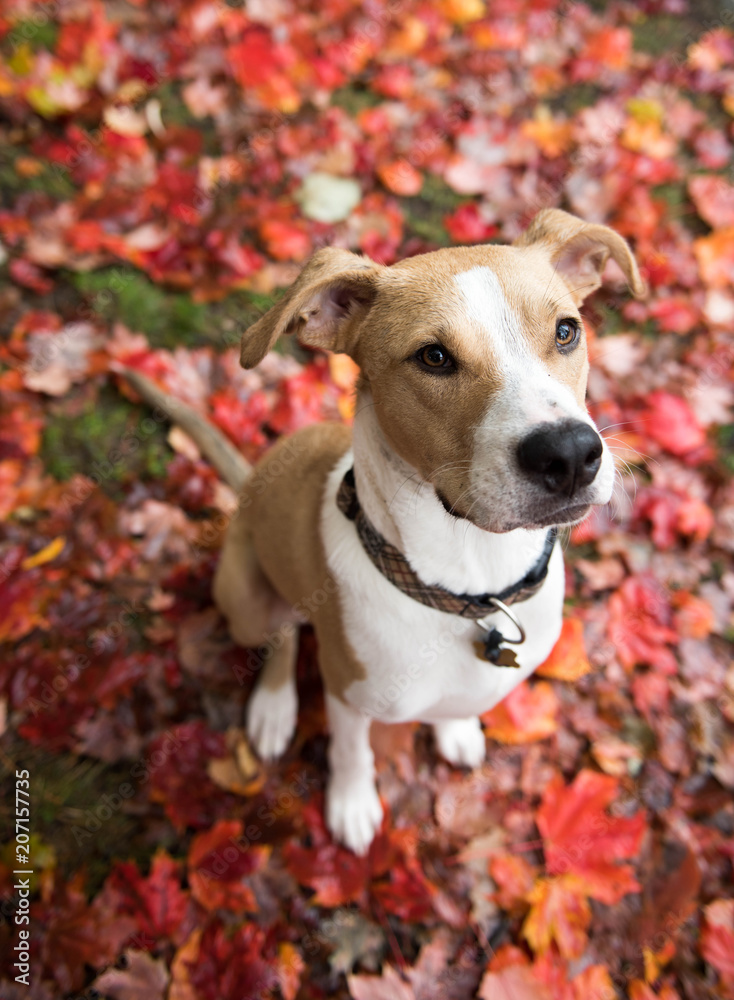 Young Mixed Breed Dog Sitting on Red and Orange Maple Leaves