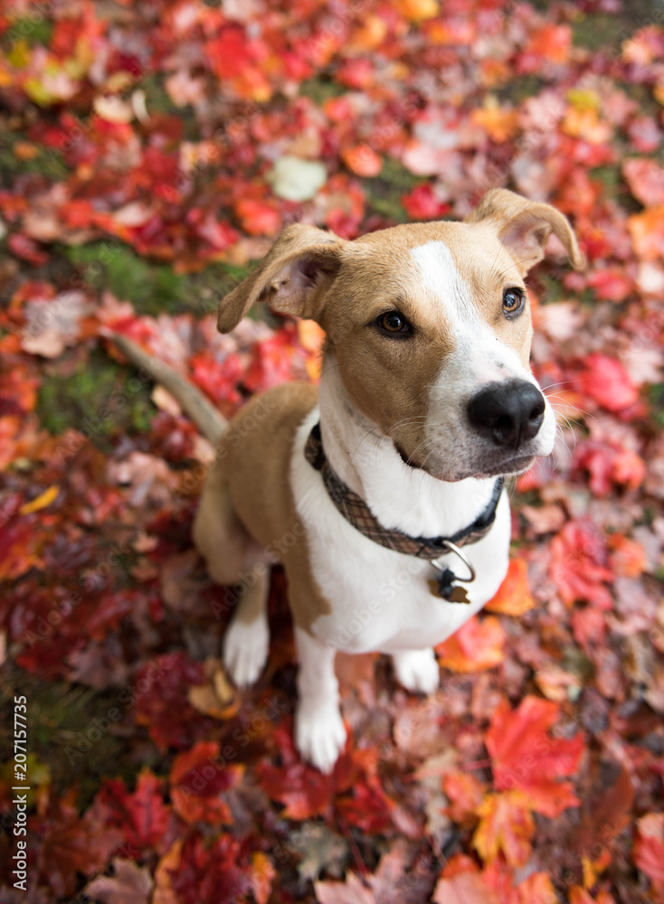 Young Mixed Breed Dog Sitting on Red and Orange Maple Leaves Young Mixed Breed Dog Sitting on Red and Orange Maple Leaves
