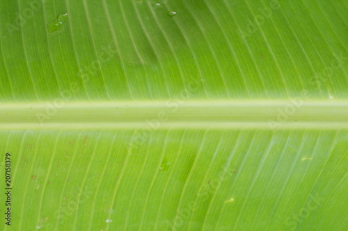 Close up banana leaf  pattern for use as background