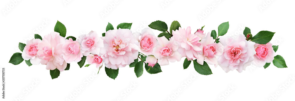Fototapeta premium Pink rose flowers and leaves in a line composition
