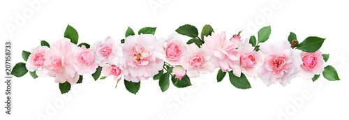 Pink rose flowers and leaves in a line composition