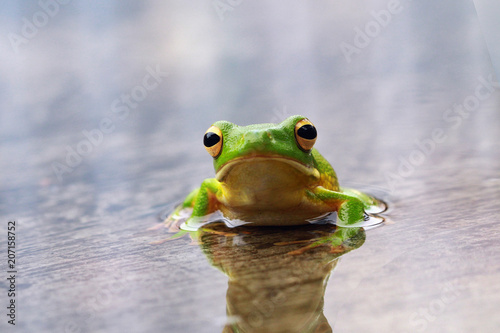 Portrait of a white lipped tree frog on a wet leaf photo