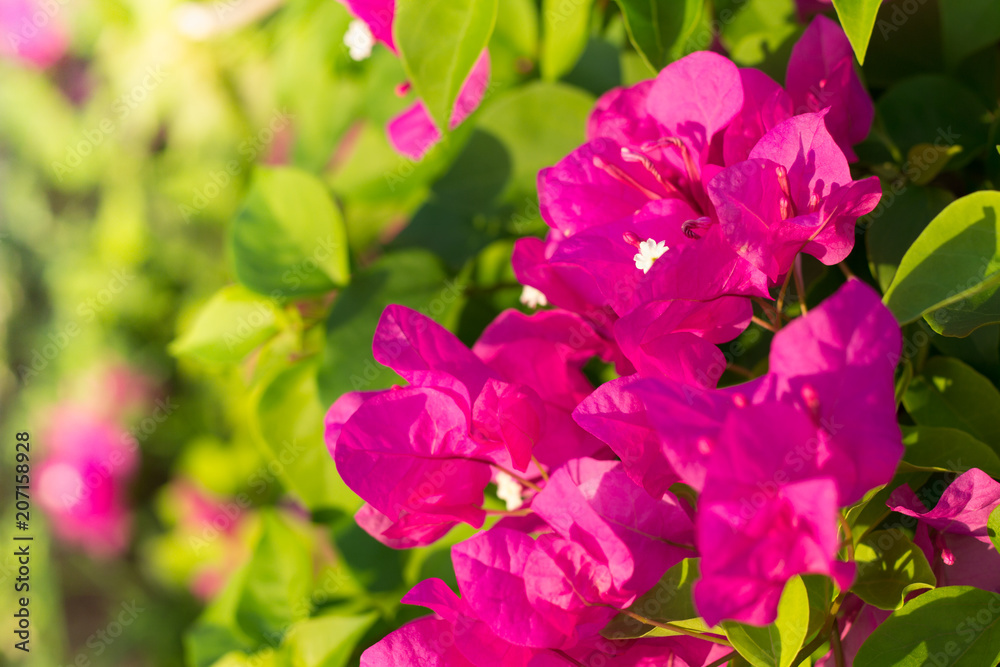 Soft focus of Pink Bougainvillea glabra Choisy flower with leaves Beautiful Paper Flower vintage in the garden, grass background blurry, Asian flowers.