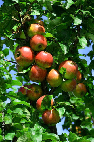 Apfel, Malus domestica, apple, Sorte Rosenapfel,