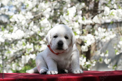 little labrador puppy in the park in spring