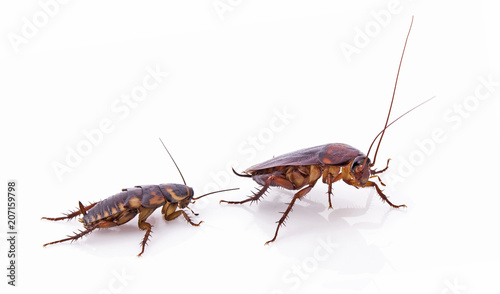 double cockroach isolated on white © supasart