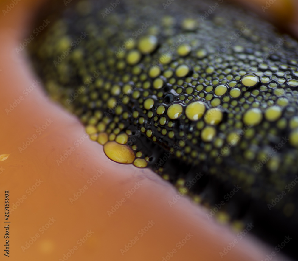 Fototapeta premium Abstract Macro Photo of Liquids Mixed in Lab