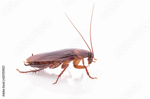 cockroach isolated on white photo