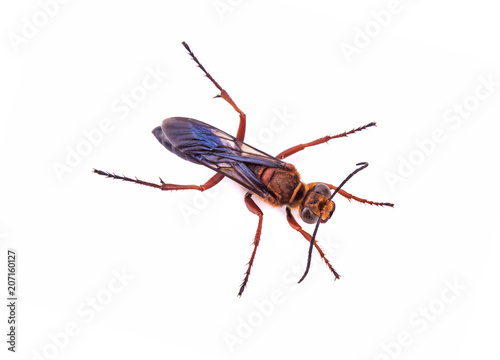 top view wasp isolated on white background