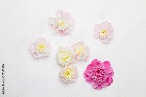 Peonies on a white background. Top view