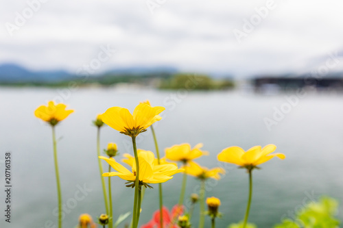 Yellow flowers on the background of mountains and lake