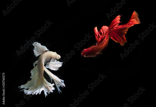 Two Betta fish swimming, Batam, Kepulauan Riau, Indonesia