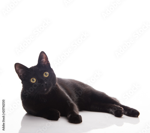 Shorthaired Black Cat on White Background © Anna Hoychuk