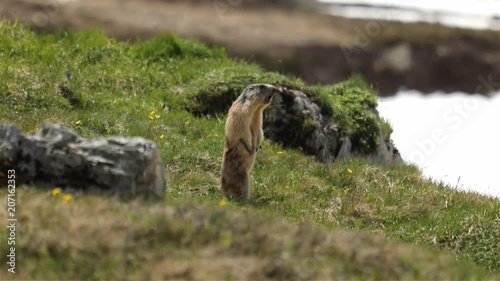Cris de marmotte, Haute Savoie, 74, France