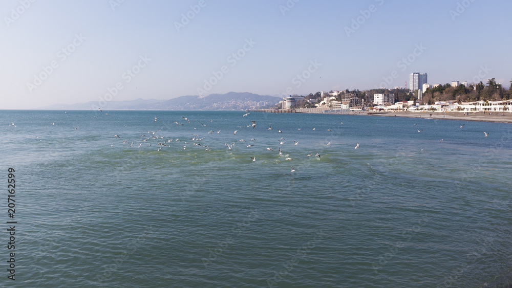 many gulls catch fish in the sea many gulls catch fish in the sea