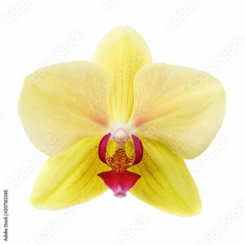 Flower of orchid yellow color isolated on white background