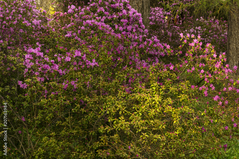 bushes of the Altai rhododendron blooming with purple flowers in mountain forest in the spring bushes of the Altai rhododendron blooming with purple flowers in mountain forest in the spring