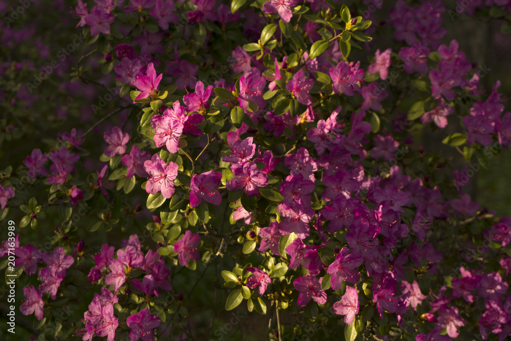 Obraz premium bushes of the rhododendron, ledebourii blooming with purple flowers in mountain forest in the spring