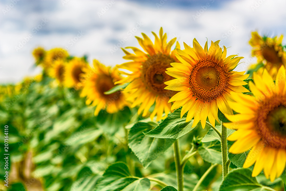 Beautiful sunflowers blooming in the field. Bright photo